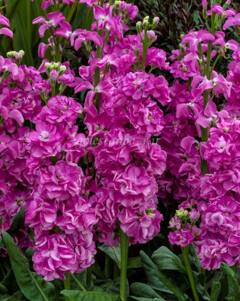 بذر گل شب بو (Mime Pink)