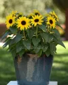 بذر گل آفتابگردان زینتی (SunBuzz)