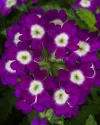 بذر گل شاه پسند (Obsession Purple Shades)