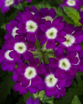بذر گل شاه پسند (Obsession Purple Shades)