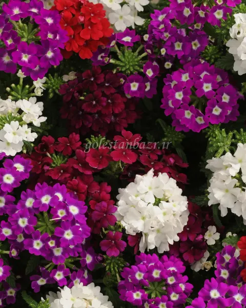 بذر گل شاه پسند (Quartz XP Merlot Mix)