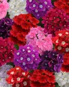 بذر گل شاه پسند (Quartz XP Mixture)