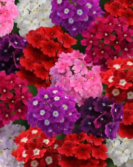 بذر گل شاه پسند (Quartz XP Mixture)