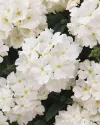 بذر گل شاه پسند (Quartz XP White)