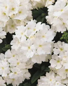 بذر گل شاه پسند (Quartz XP White)