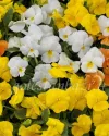 بذر گل بنفشه (ColorMax Citrus Mix)