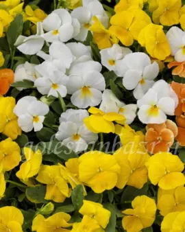 بذر گل بنفشه (ColorMax Citrus Mix)