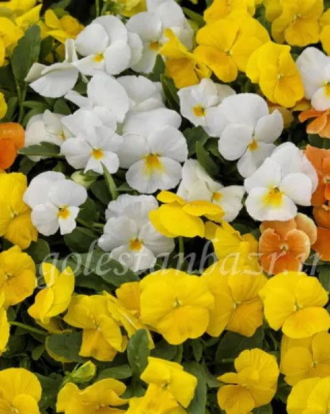 بذر گل بنفشه (ColorMax Citrus Mix)
