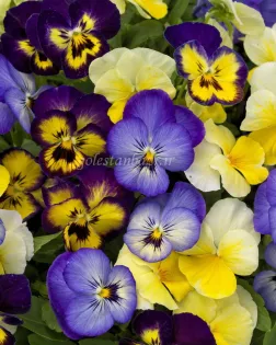 بذر گل بنفشه (ColorMax Lemonberry)
